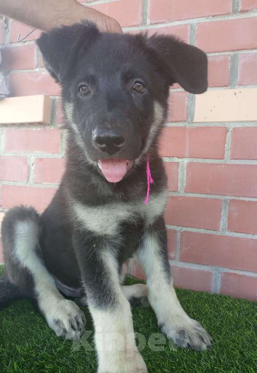 Собаки в других городах Амурской области: Щенки восточноевропейской овчарки, ВЕО, овчарки Девочка, 30 000 руб. - фото 8