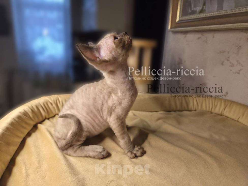 Кошки в Москве: девон-рекс котенок Мальчик, 120 000 руб. - фото 5
