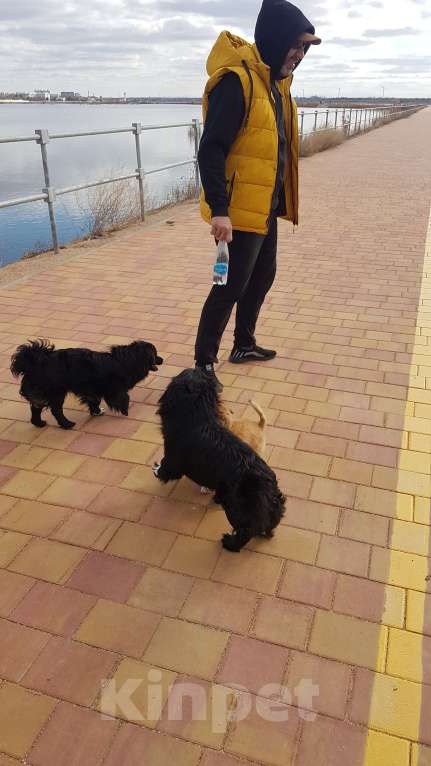 Собаки в Саке: Голландский Тюльпхонд-Спаниель Мальчик, Бесплатно - фото 4