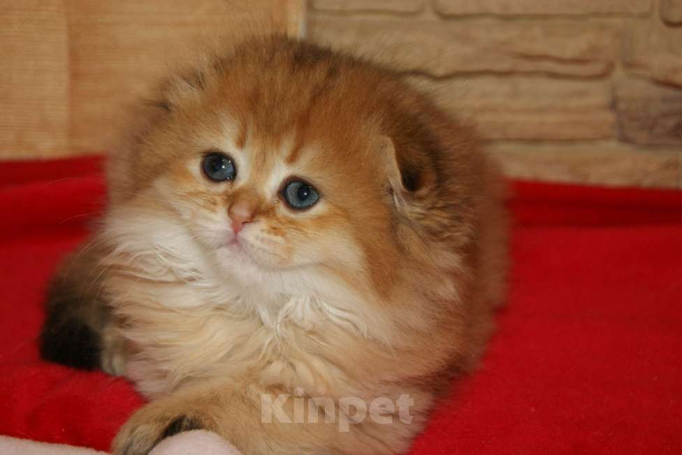 Кошки в Москве: Золотая д.ш. вислоухая девочка Девочка, 35 000 руб. - фото 1