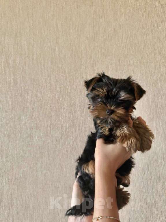 Собаки в Санкт-Петербурге: Щеной йоркширского терьера Мальчик, Бесплатно - фото 4