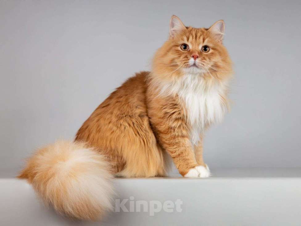 Кошки в Москве: Нежный ласковый юный котик Пушкин Мальчик, Бесплатно - фото 1