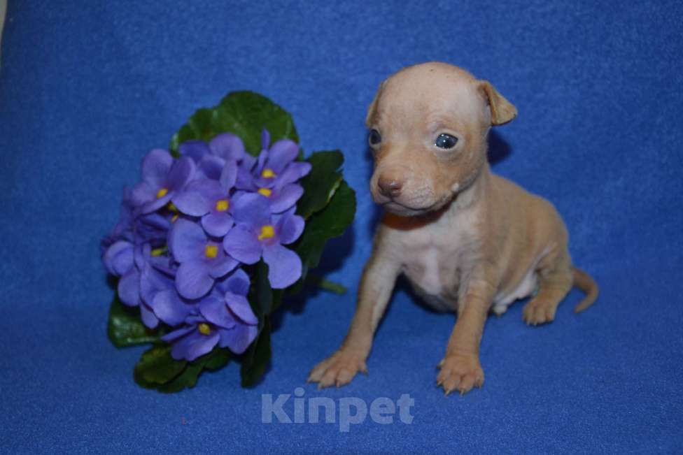 Собаки в Москве: Щенки американского голого терьера  Мальчик, 30 000 руб. - фото 4