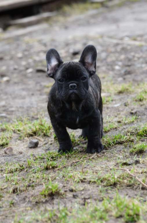 Собаки в Старом Купавне: Французский товарищ Мальчик, 40 000 руб. - фото 4