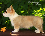 Собаки в Мытищах: Щенки вельш-корги пемброк Мальчик, Бесплатно - фото 5