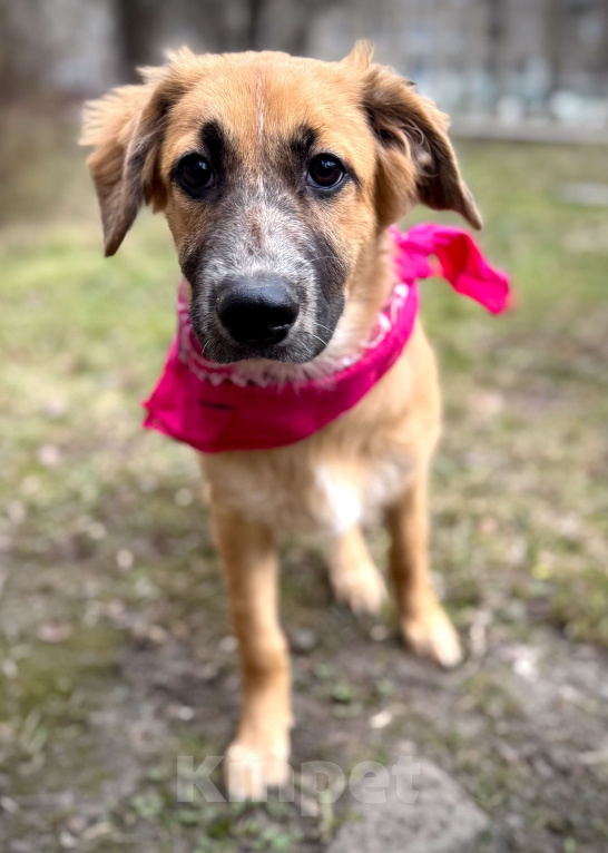 Собаки в Москве: Щенок Мия ищет дом Девочка, Бесплатно - фото 5