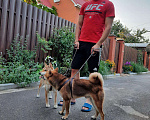 Собаки в Краснодаре: Кобель Сиба-Ину  Мальчик, 15 000 руб. - фото 4