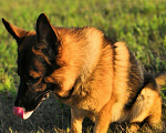 Собаки в Барнауле: Вязка, 1 руб. - фото 6