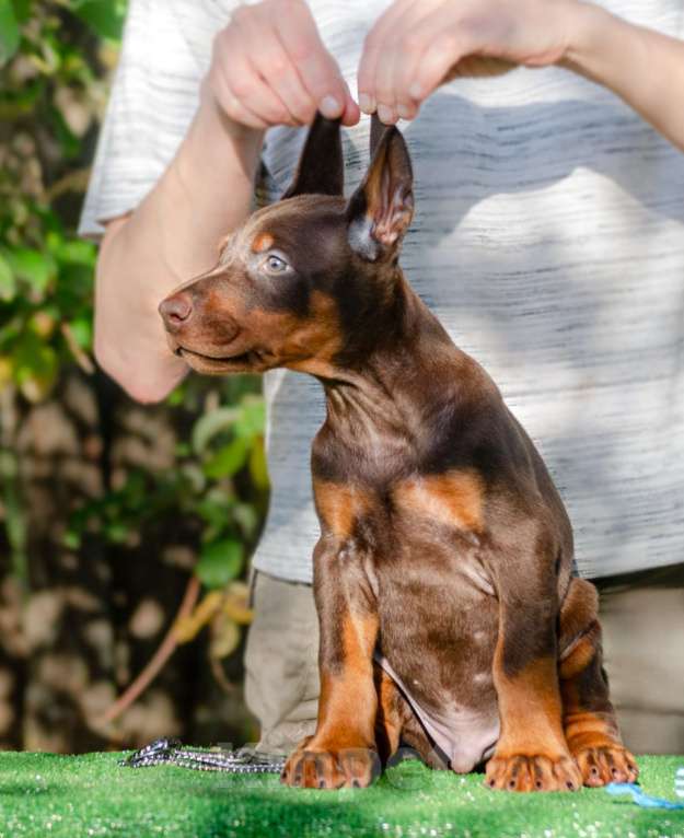 Собаки в Москве: Щенки добермана Мальчик, Бесплатно - фото 9