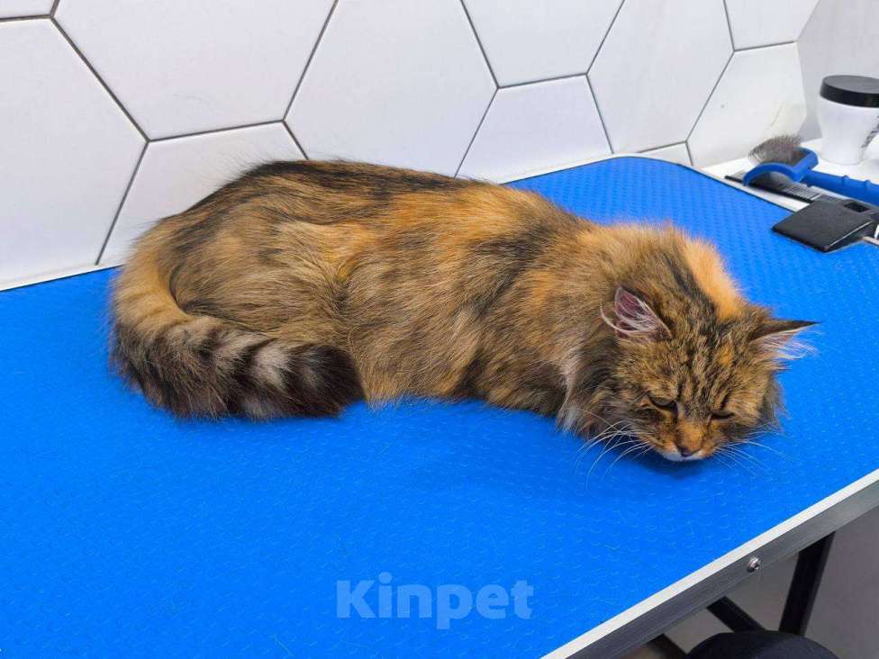 Кошки в Санкт-Петербурге: Молодая пушистая кошка. Девочка, Бесплатно - фото 3