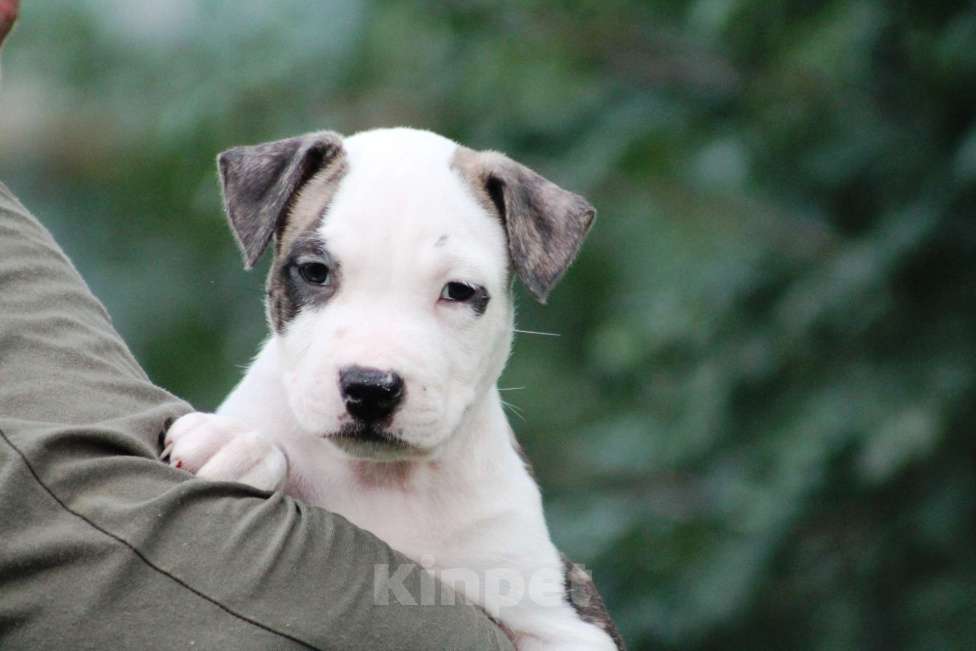 Собаки в Оренбурге: Щенки Амстаффа РКФ Девочка, 80 000 руб. - фото 5