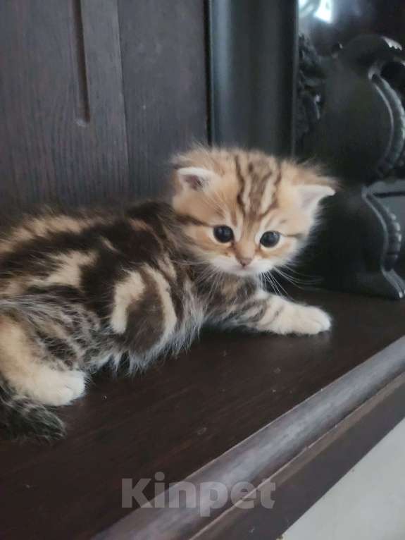 Кошки в Москве: Шотландские  котята  Мальчик, 25 000 руб. - фото 7