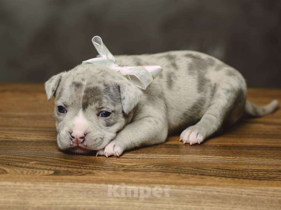 Собаки в Сургуте: Щенки Американского булли  Девочка, 60 000 руб. - фото 3