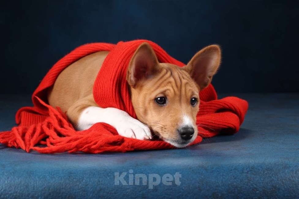 Собаки в Санкт-Петербурге: Щенки басенджи Мальчик, Бесплатно - фото 8