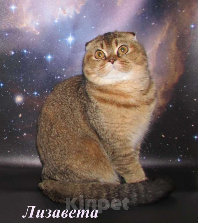 Кошки в Санкт-Петербурге: шотландская кошечка фолд Девочка, 30 000 руб. - фото 1