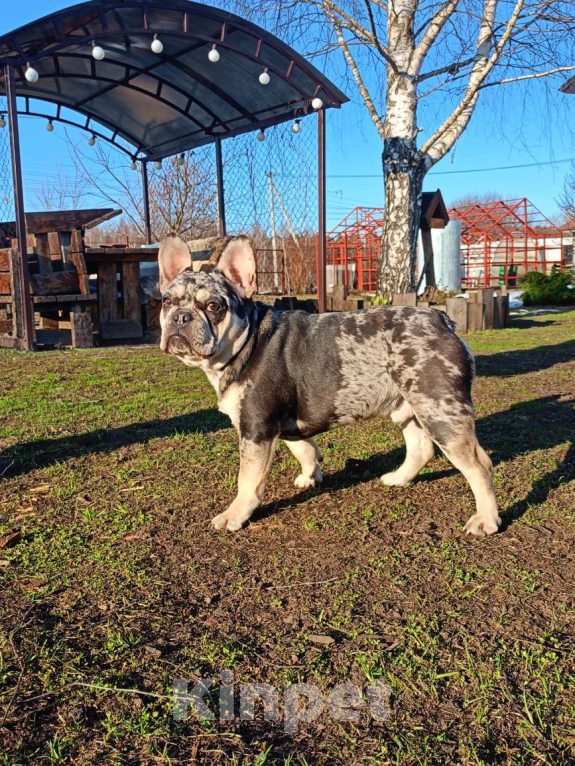 Собаки в Санкт-Петербурге: Мраморный подрощенный щенок французского бульдога Мальчик, 65 000 руб. - фото 3