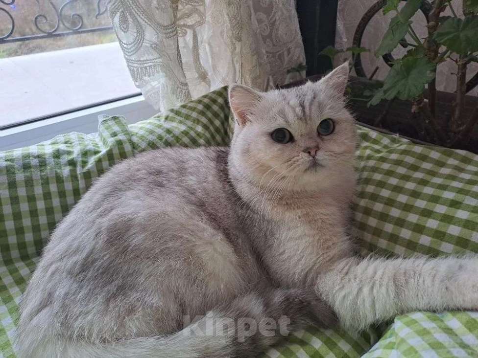 Кошки в Сочи: Шотландский кот вязка  Мальчик, 5 000 руб. - фото 1