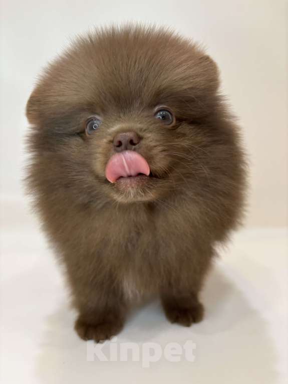 Собаки в Великом Новгороде: Померанский шпиц продажа Мальчик, 70 000 руб. - фото 2