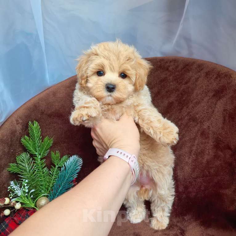 Собаки в Самаре: Девочка  Девочка, 140 000 руб. - фото 1