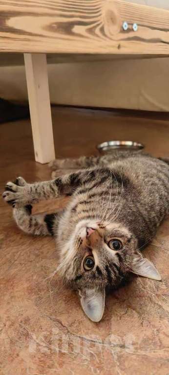 Кошки в Раменском: Пружинка ищет маму и папу Девочка, Бесплатно - фото 6