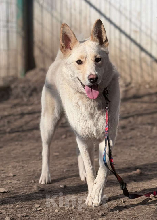 Собаки в Москве: Если бы в мире собак существовала своя Мэрилин Монро — это была бы она Девочка, Бесплатно - фото 3