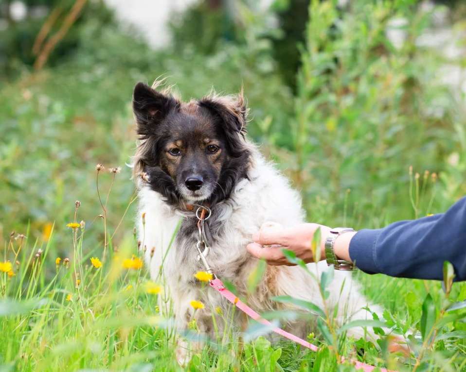 Собаки в Санкт-Петербурге: Хорошенькая диванная собачка Девочка, Бесплатно - фото 8
