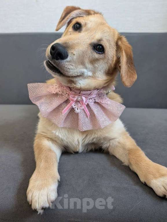 Собаки в Жуковском: Раф - щенок девочка из отлова Девочка, Бесплатно - фото 2