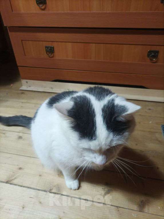 Кошки в Москве: Отдаю кота бесплатно Мальчик, Бесплатно - фото 2