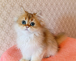 Кошки в Санкт-Петербурге: Золотой британчик Мальчик, 22 000 руб. - фото 5