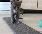 Кошки в Евпатории: Кошечка в добрые руки Девочка, Бесплатно - фото 1