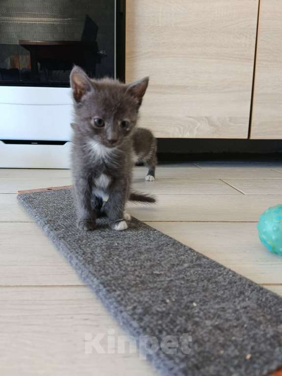 Кошки в Евпатории: Кошечка в добрые руки Девочка, Бесплатно - фото 1