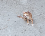 Кошки в Майкопе: Котенок в добрые руки Мальчик, Бесплатно - фото 1