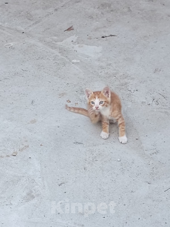 Кошки в Майкопе: Котенок в добрые руки Мальчик, Бесплатно - фото 1
