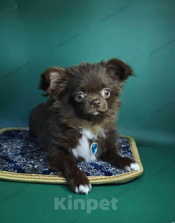 Собаки в Москве: Шоколадный мальчик Мальчик, Бесплатно - фото 7