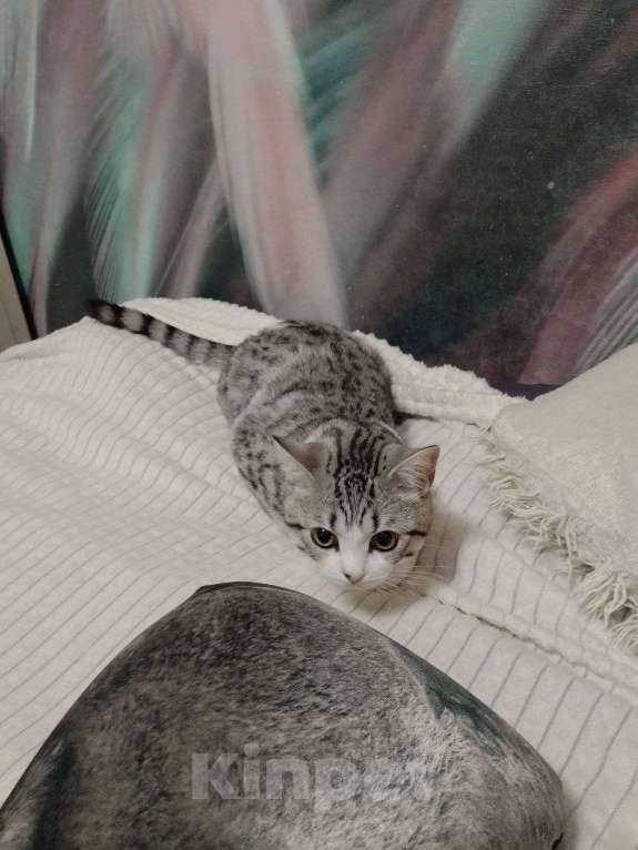 Кошки в Новосибирске: Отдам кота по кличке Филя Мальчик, Бесплатно - фото 3