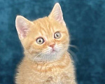 Кошки в Люберцах: Британский котенок Мальчик, 45 000 руб. - фото 2