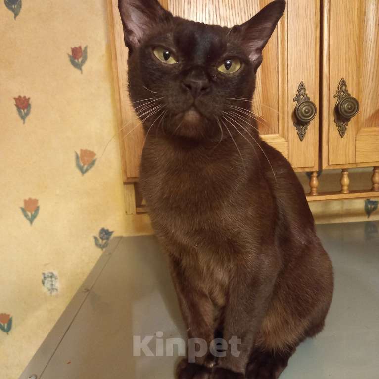 Кошки в Санкт-Петербурге: Бурманская девочка. Девочка, 5 000 руб. - фото 2