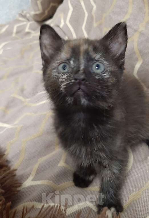 Кошки в Воронеже: Котята в хорошие руки Девочка, Бесплатно - фото 3