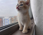 Кошки в других городах Московской области: Котенок золотая британская шиншилла Мальчик, 40 000 руб. - фото 4