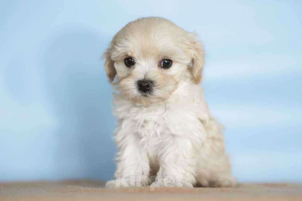 Собаки в Санкт-Петербурге: Брют Мальтипу ф1 Мальчик  Мальчик, 160 000 руб. - фото 3