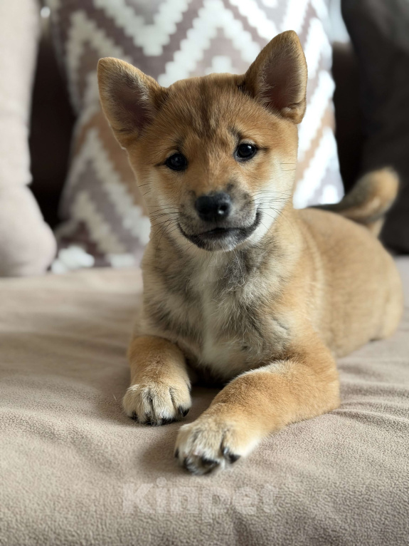 Собаки в Севастополе: Сиба-ину щенок девочка Девочка, 60 000 руб. - фото 7