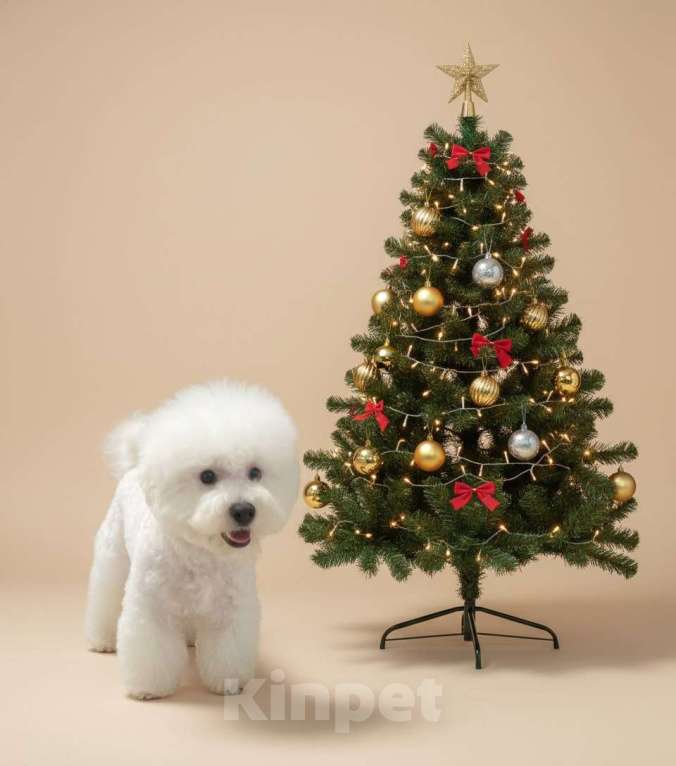 Собаки в Москве: Щенок бишон фризе  Мальчик, 140 000 руб. - фото 1