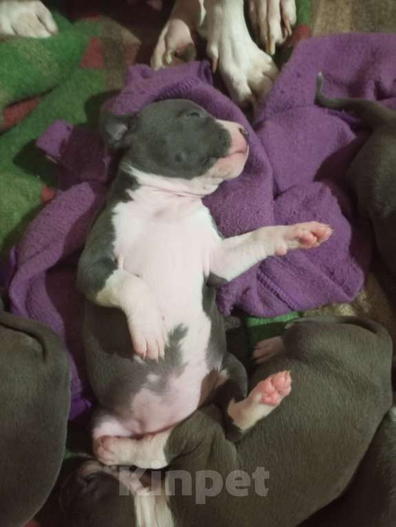 Собаки в Серпухове: Амстаффики!) Девочка, 35 000 руб. - фото 9