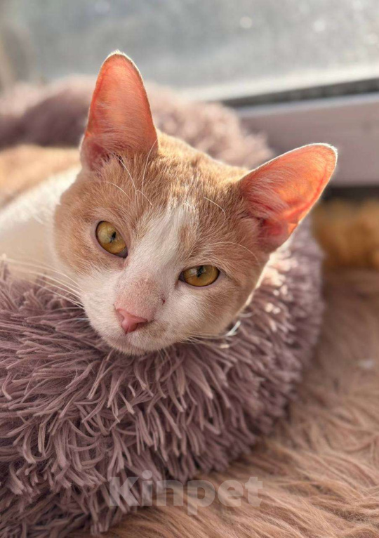 Кошки в Балашихе: Ям Мальчик, Бесплатно - фото 1