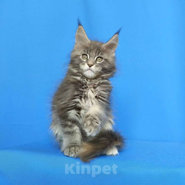 Кошки в Москве: Котёнок Мейн-кун Девочка Девочка, 55 000 руб. - фото 2