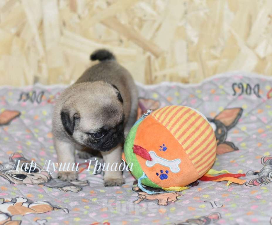 Собаки в Москве: Дар Души Триада Девочка, 50 000 руб. - фото 2