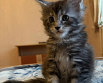 Кошки в Новосибирске: Продам котят мейн кун от титулованных производителей Разнополые, 50 000 руб. - фото 2