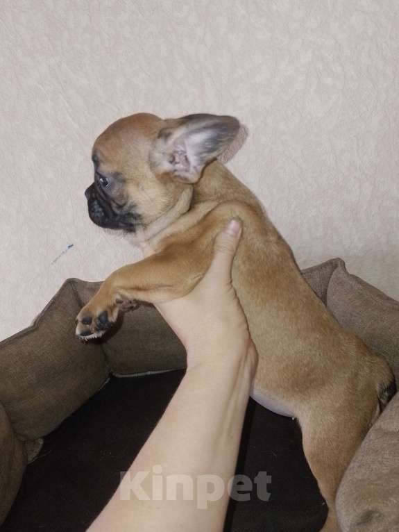 Собаки в Самаре: Девочки - француженки Девочка, 25 000 руб. - фото 3