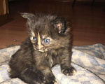 Кошки в Малмыже: Котята Мейнкун, 5 000 руб. - фото 4