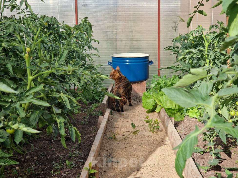 Кошки в Краснокамске: Киса Рыся 3 года потерялась Девочка, 25 000 руб. - фото 8